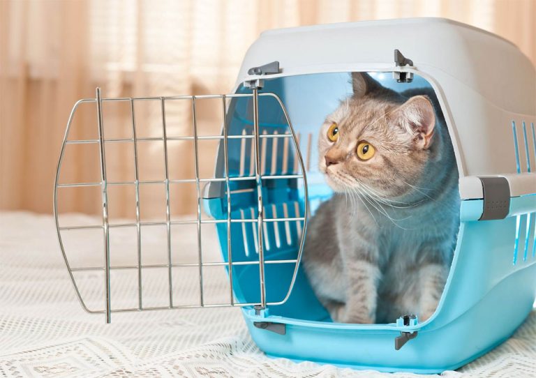 Pet cargo kucing