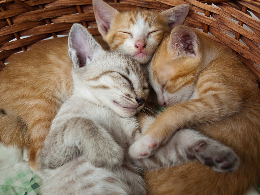 anak-anak kucing tidur di keranjang