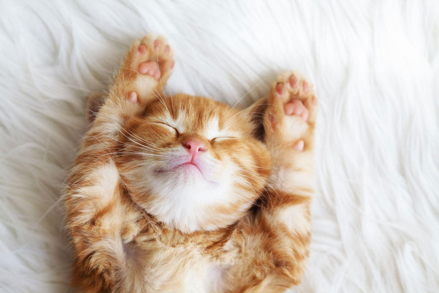 gambar anak kucing oranye tidur