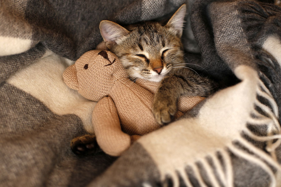 gambar anak kucing tidur dengan boneka