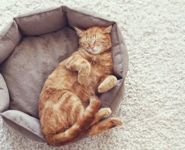 Gambar Kucing Untuk Diwarnai (Bisa Diprint) // FaniCat