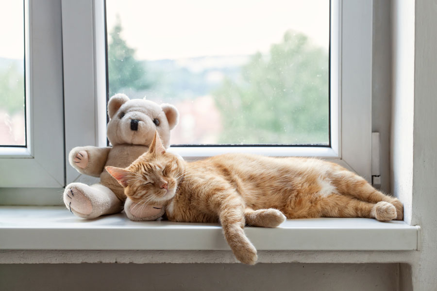 gambar kucing tidur dengan teddy bear