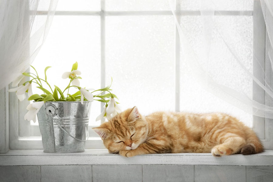 gambar kucing tidur di depan jendela