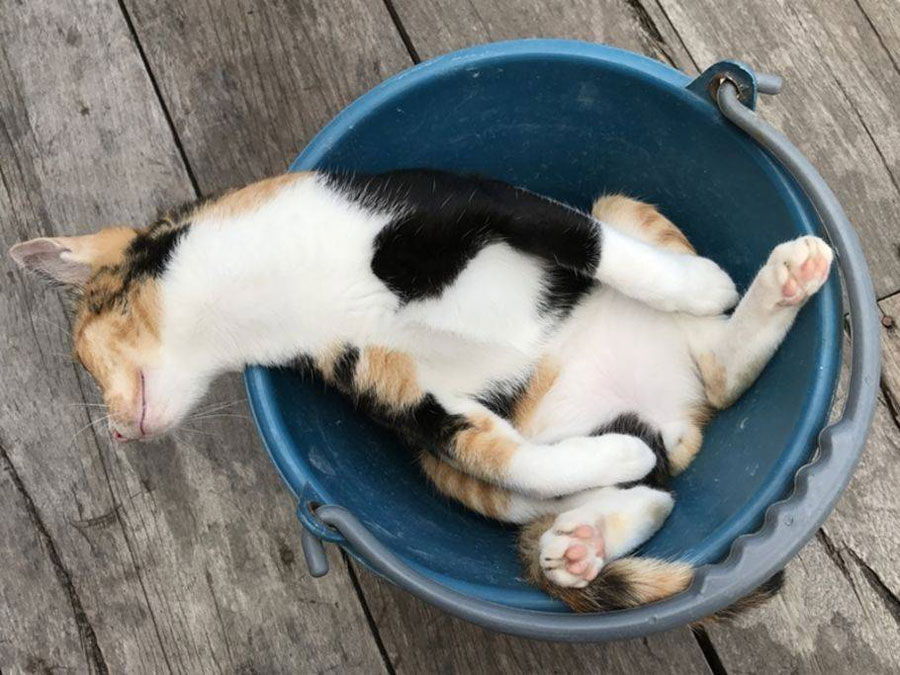 gambar kucing tidur di ember