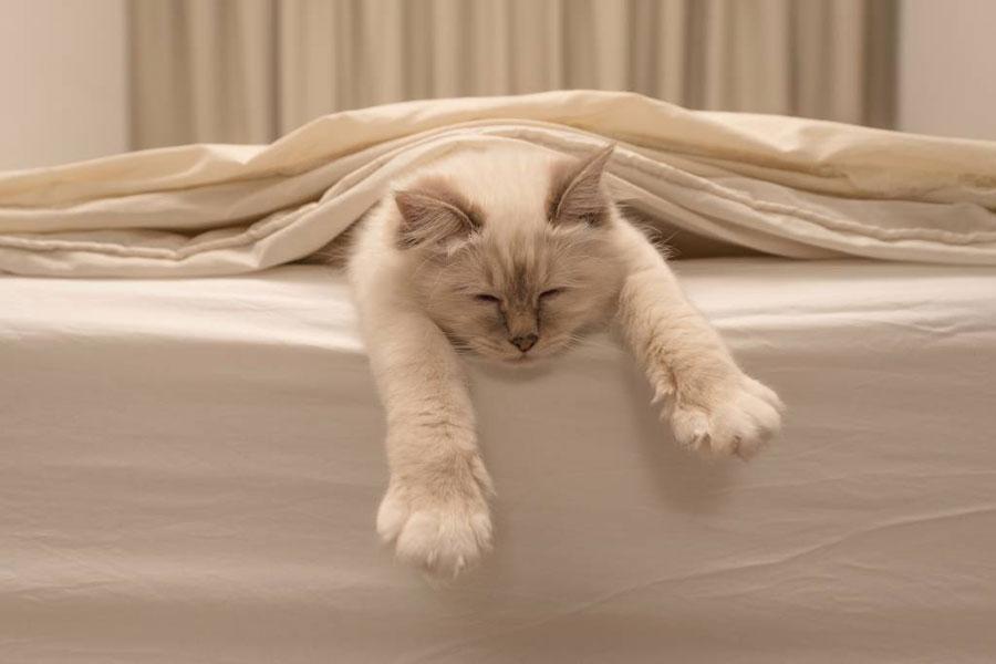 gambar kucing tidur di kasur