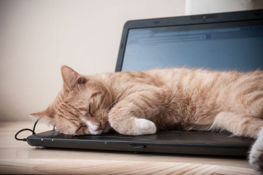 gambar kucing tidur di laptop