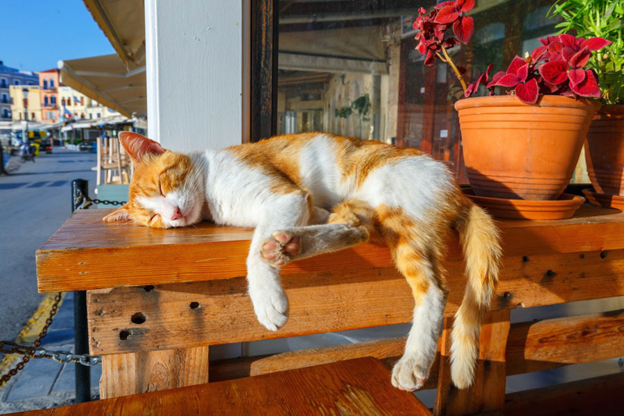 gambar kucing tidur di meja