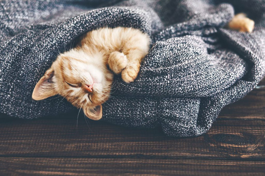 gambar kucing tidur di selimut