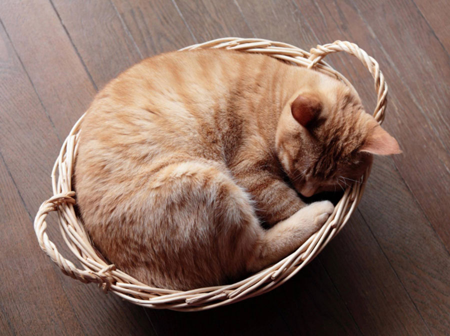 gambar kucing tidur melengkung