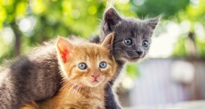 Kenapa kucing jantan makan anak kucing