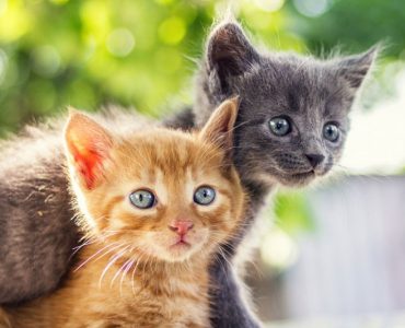 6 Sebab Kenapa Kucing Menggeram dan Solusinya // FaniCat