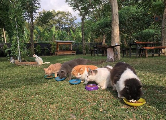 Cats and cafe garden