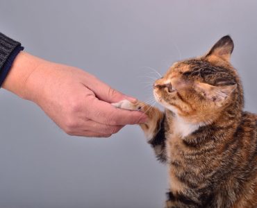 Cara melatih kucing bersalaman