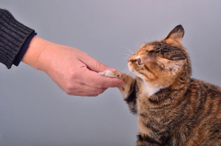 Cara melatih kucing bersalaman