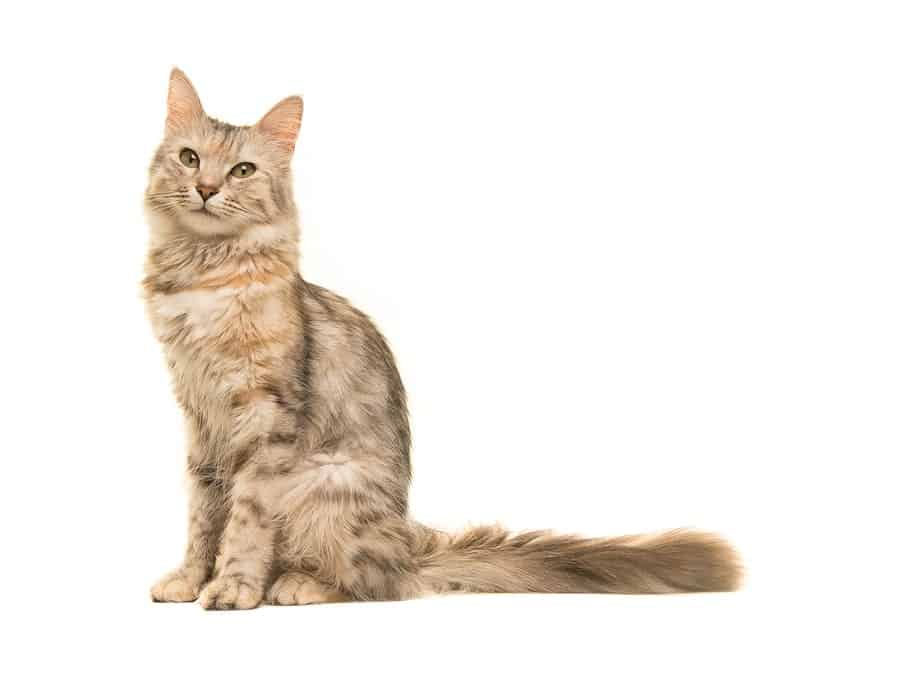 Foto kucing Anggora cantik