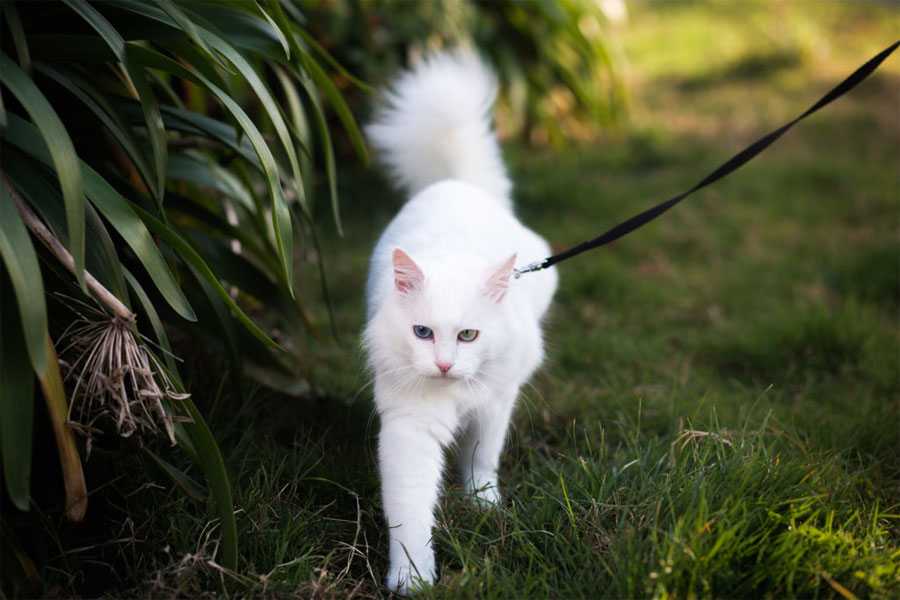 Foto kucing Anggora putih