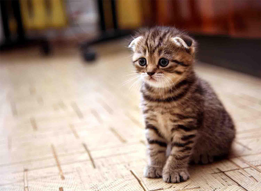Gambar anak kucing Scottish Fold cute