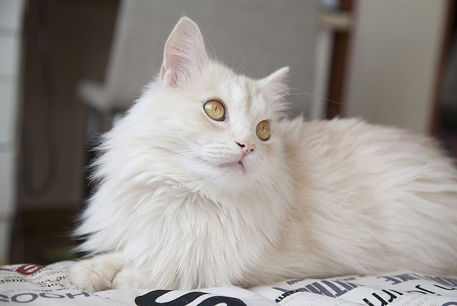 Gambar kucing Anggora mata emas