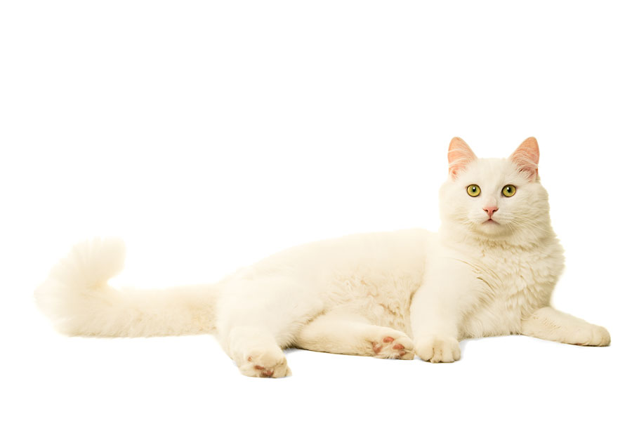 Gambar kucing Anggora putih