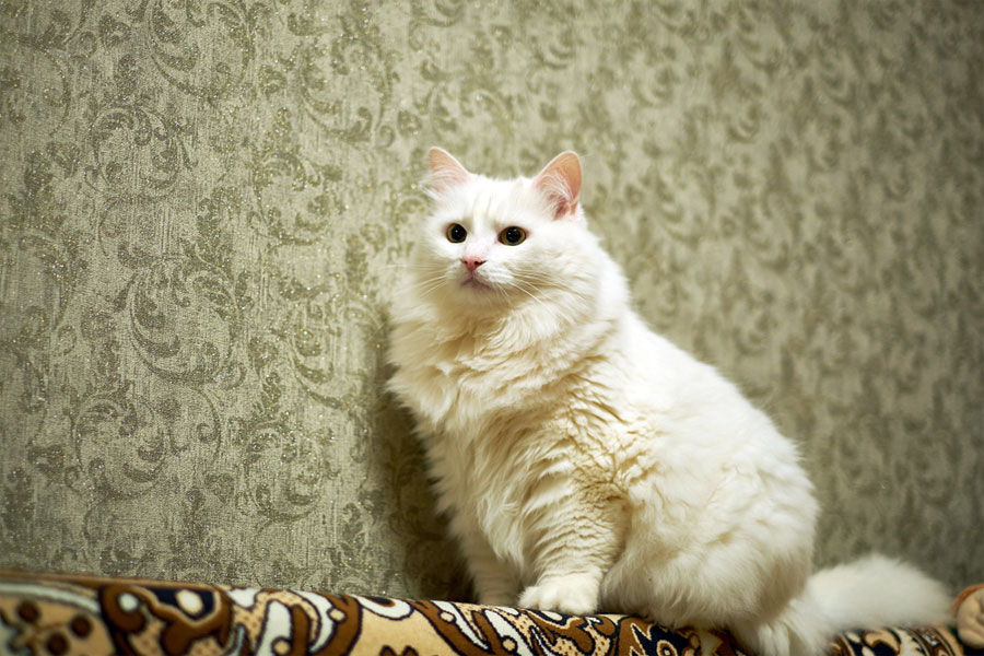 Gambar kucing Anggora