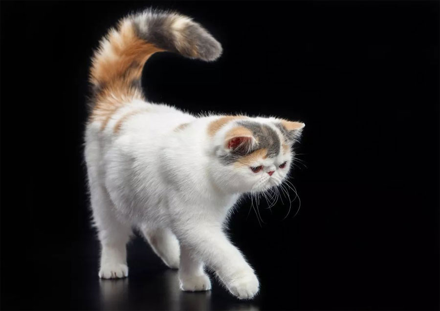 Kucing Exotic Shorthair
