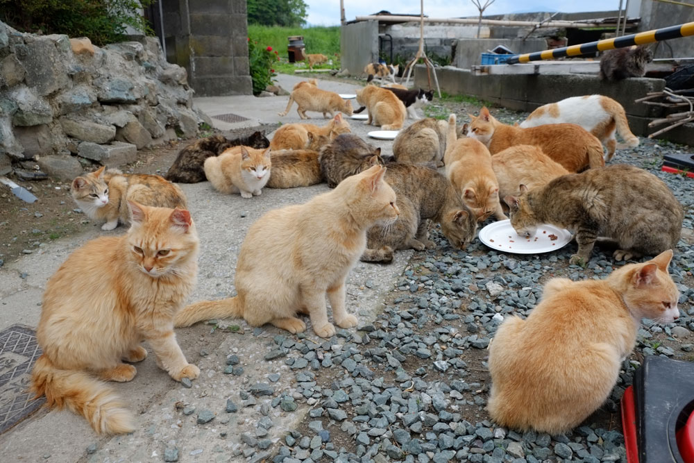 Pulau kucing Aoshima