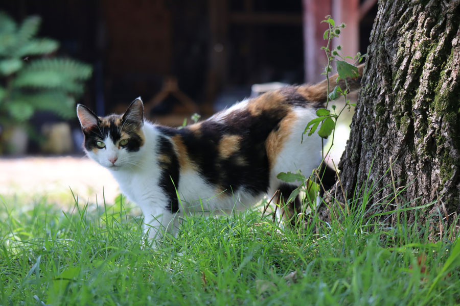 Jenis Bulu, Jenis Warna Kucing dan Pola Bulunya // FaniCat