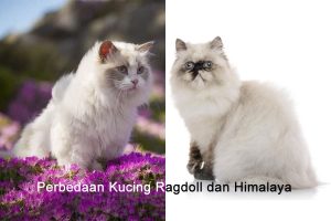 Perbedaan kucing Ragdoll dan Himalaya