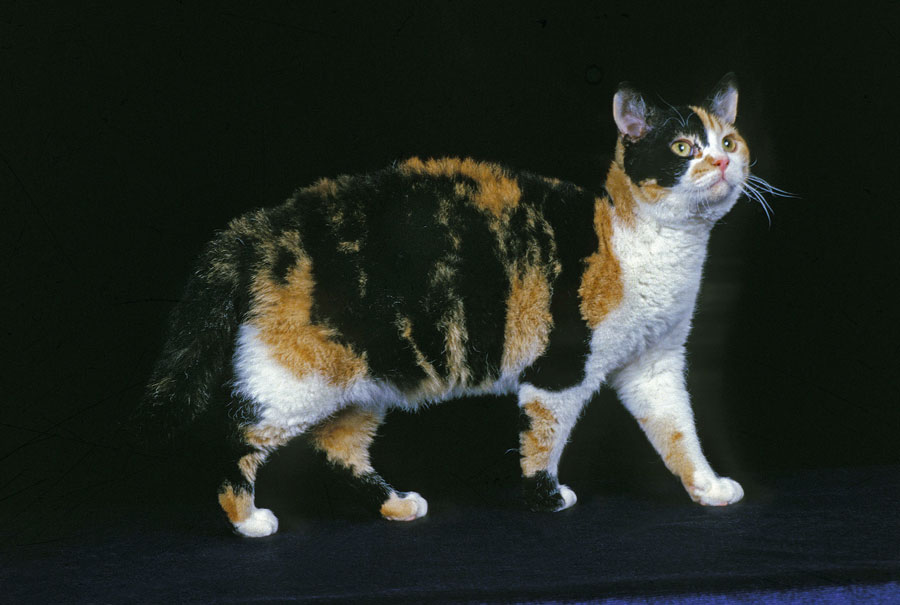 Kucing American Wirehair