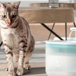 Tips dan Rekomendasi Makanan Kucing Menyusui