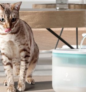 Tempat minum kucing air mancur