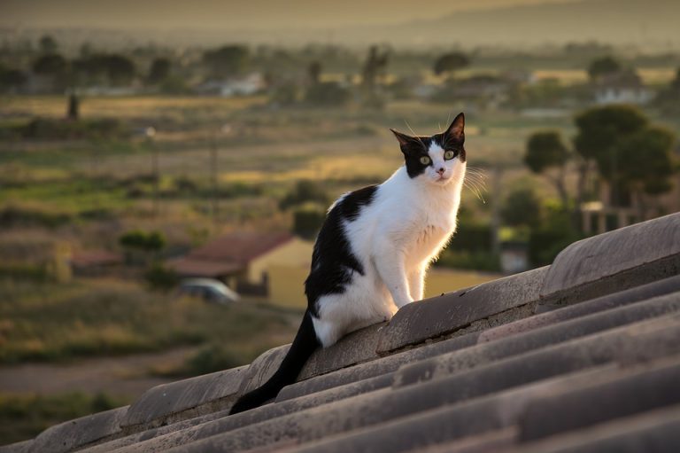 Cerpen kucing Fani ingin main di atap