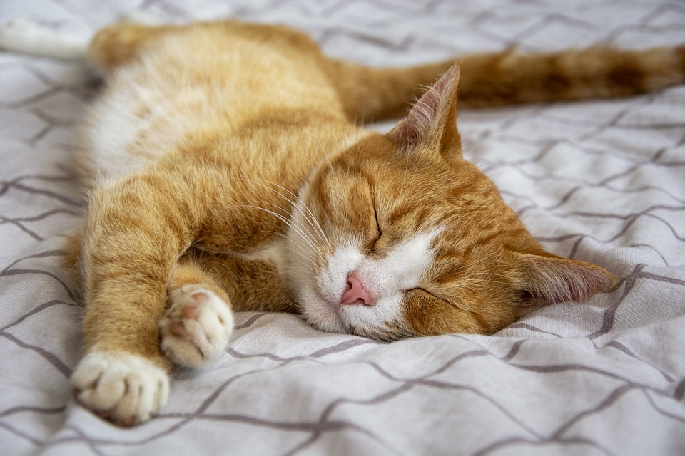 Bolehkah kucing tidur di ruangan ber AC