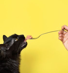 Makanan kucing agar pup tidak bau