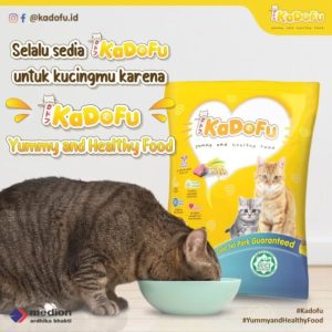 makanan kucing kadofu