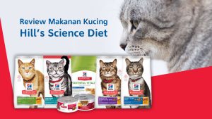 Review makanan kucing Hills Science Diet