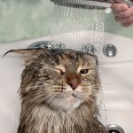 Bolehkah Memandikan Kucing Setiap Hari? Biar Kucing Bersih Selalu?