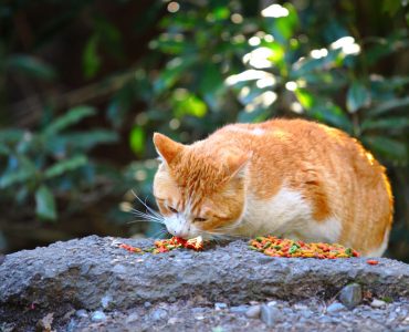 bolehkah kucing dewasa makan makanan kitten
