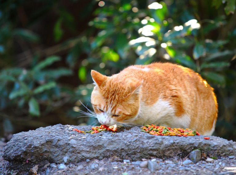 bolehkah kucing dewasa makan makanan kitten