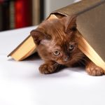 Bolehkah Kucing Birahi Dimandikan Agar Ia Lebih Tenang?