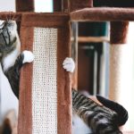 Bolehkah Kucing Dewasa Makan Makanan Kitten?