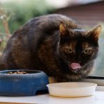 Bolehkah Kucing Makan Pisang? Boleh Tapi Sebaiknya Jangan