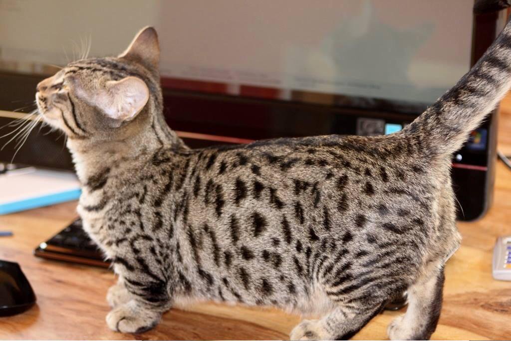 munchkin genetta cat