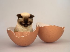 bolehkah kucing makan telur