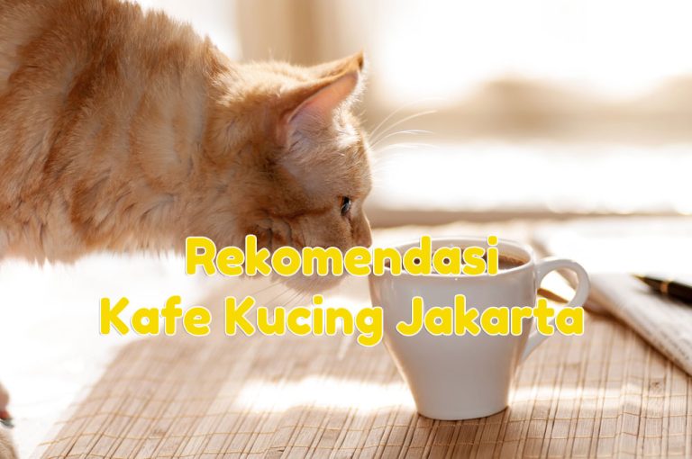 Kafe kucing Jakarta